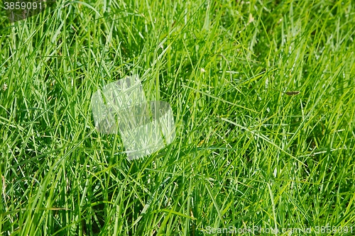 Image of Green Grass Field