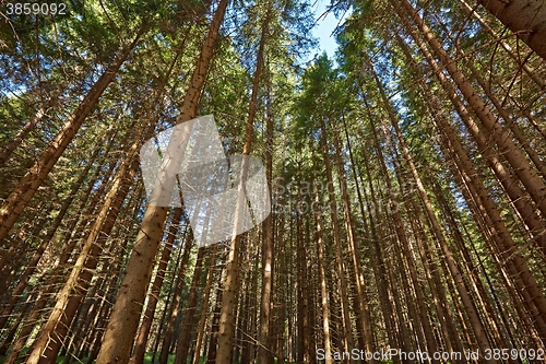 Image of Forest of Pines