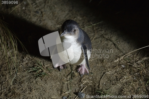 Image of Little Blue Penguin