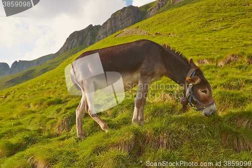 Image of Grazing Donkey i