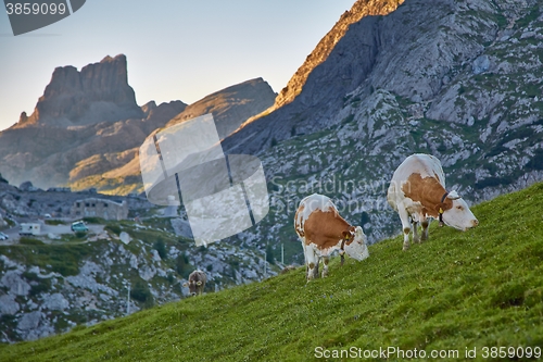 Image of Cows grazing on the hillside