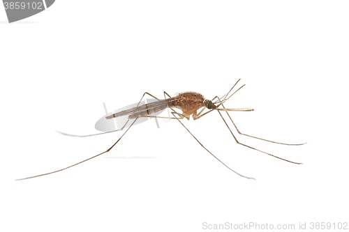 Image of Mosquito on white surface