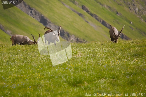 Image of Alpine Ibex Grazing
