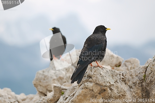 Image of Crows on the Mountain