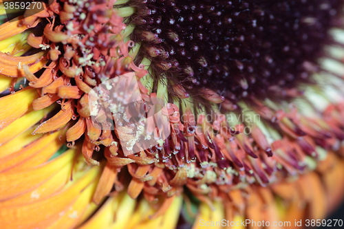 Image of  gerbera floral abstract background