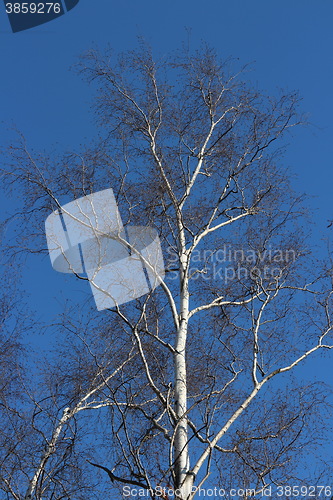 Image of  birch tree without leaves spring