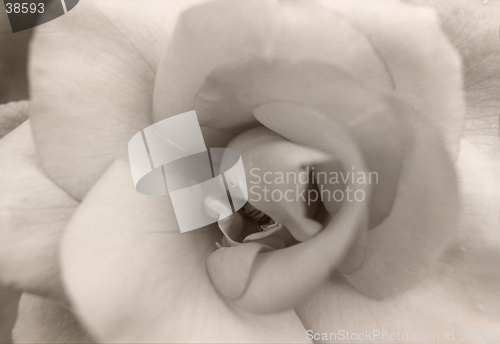 Image of Rose After Rain
