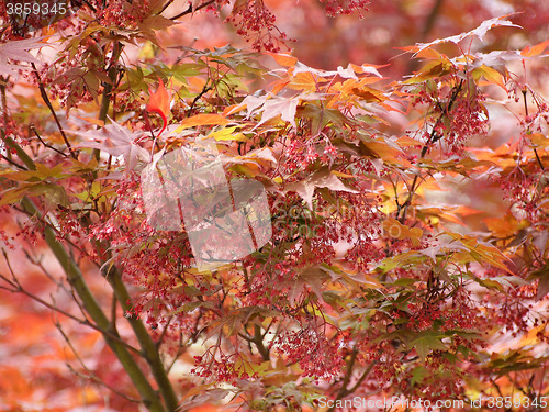 Image of Red maple acer tree