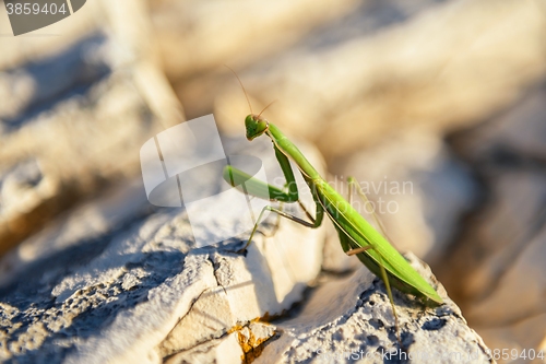 Image of Praying Mantis on rocks