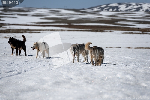 Image of Siberian Husky in snow