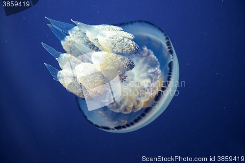 Image of Jellyfish Underwater moving around