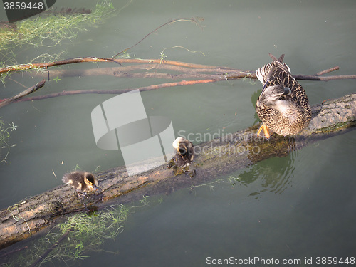 Image of Baby duck birds