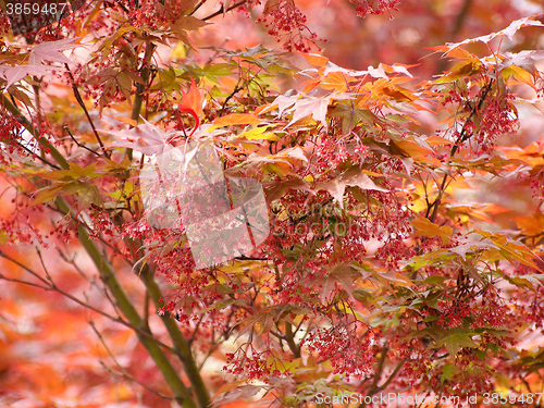 Image of Red maple acer tree