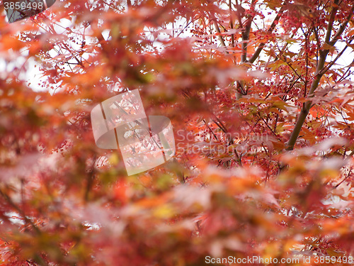 Image of Red maple acer tree