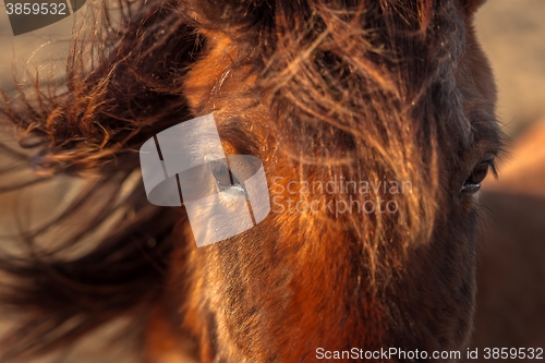 Image of Brown horse closeup