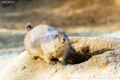 Image of Black-tailed prairie dog