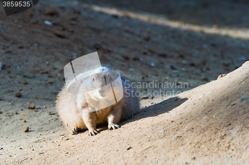 Image of Black-tailed prairie dog