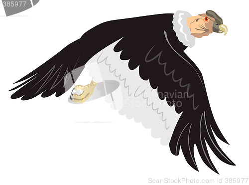 Image of Andean condor in flight