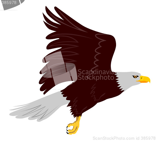 Image of Bald eagle