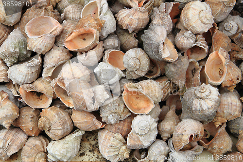 Image of bulgarian sea shells