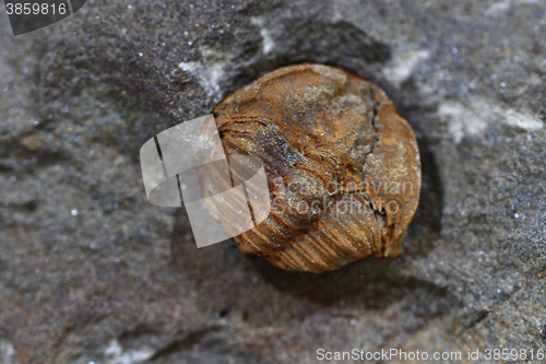 Image of trilobite fossil background