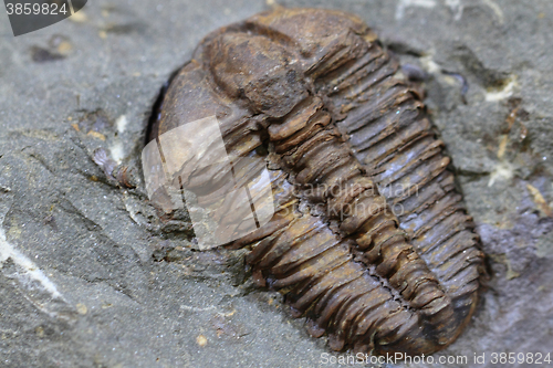 Image of trilobite fossil background