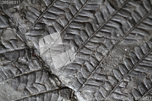 Image of old fern fossil