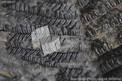 Image of old fern fossil