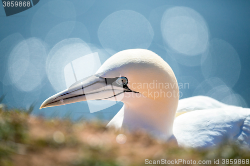 Image of northern gannet sitting on the nest