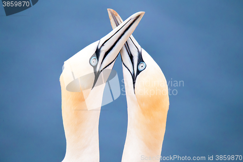 Image of northern gannet, birds in love