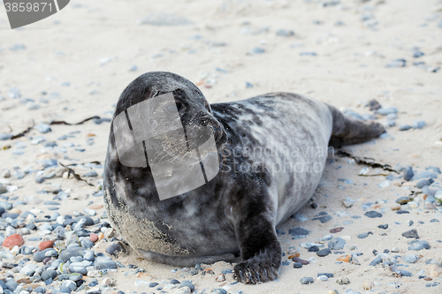 Image of Young atlantic Grey Seal portrait