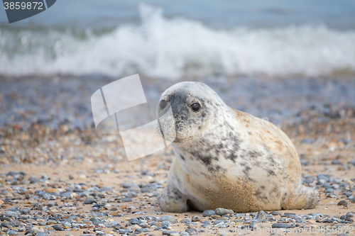 Image of Young atlantic Grey Seal portrait