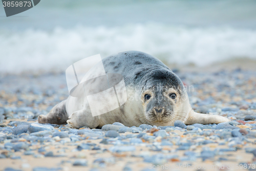 Image of Young atlantic Grey Seal portrait