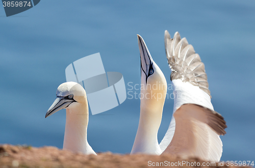 Image of northern gannet, birds in love