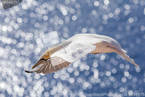 Image of flying northern gannet, Helgoland Germany