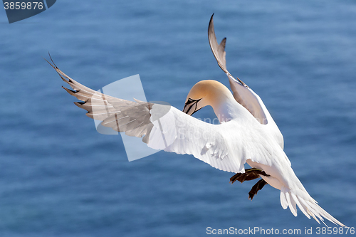 Image of flying northern gannet, Helgoland Germany