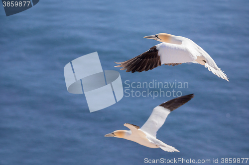 Image of flying northern gannet, Helgoland Germany