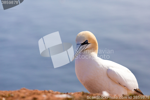 Image of northern gannet sitting on the rock