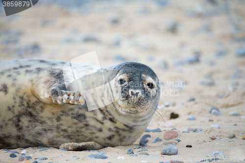 Image of Young atlantic Grey Seal portrait