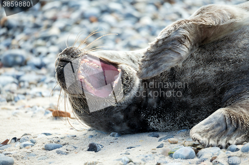 Image of Young atlantic Grey Seal portrait