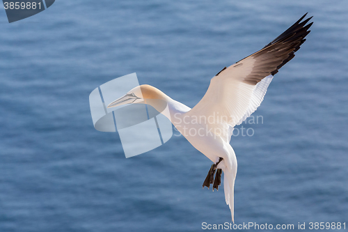 Image of flying northern gannet, Helgoland Germany