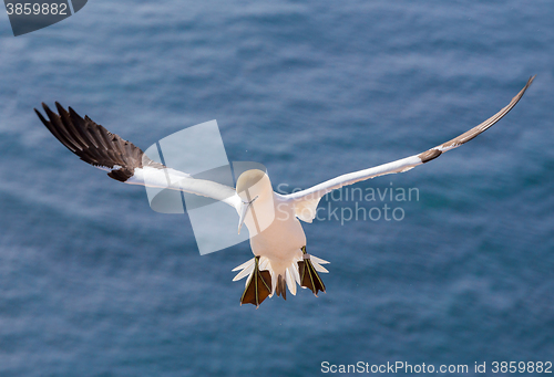 Image of flying northern gannet, Helgoland Germany