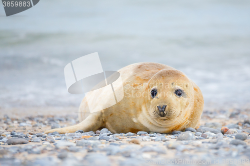 Image of Young atlantic Grey Seal portrait