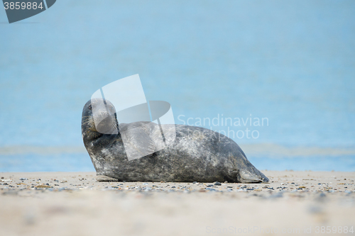 Image of Young atlantic Grey Seal portrait