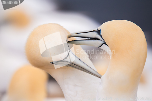 Image of northern gannet, birds in love