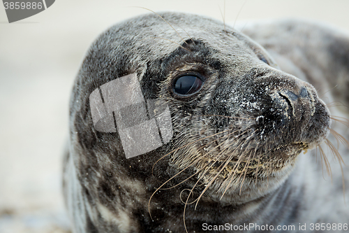 Image of Young atlantic Grey Seal portrait