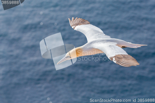 Image of flying northern gannet, Helgoland Germany