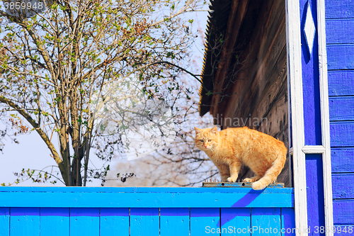 Image of Red cat sitting on the blue fence