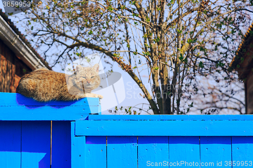 Image of Red cat sitting on the blue fence