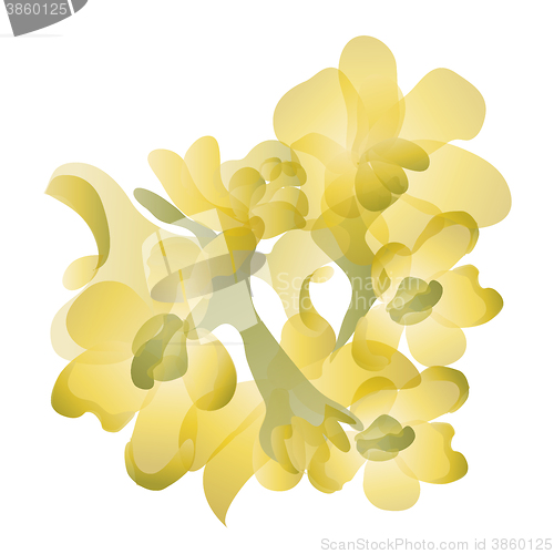 Image of Jojoba flowers